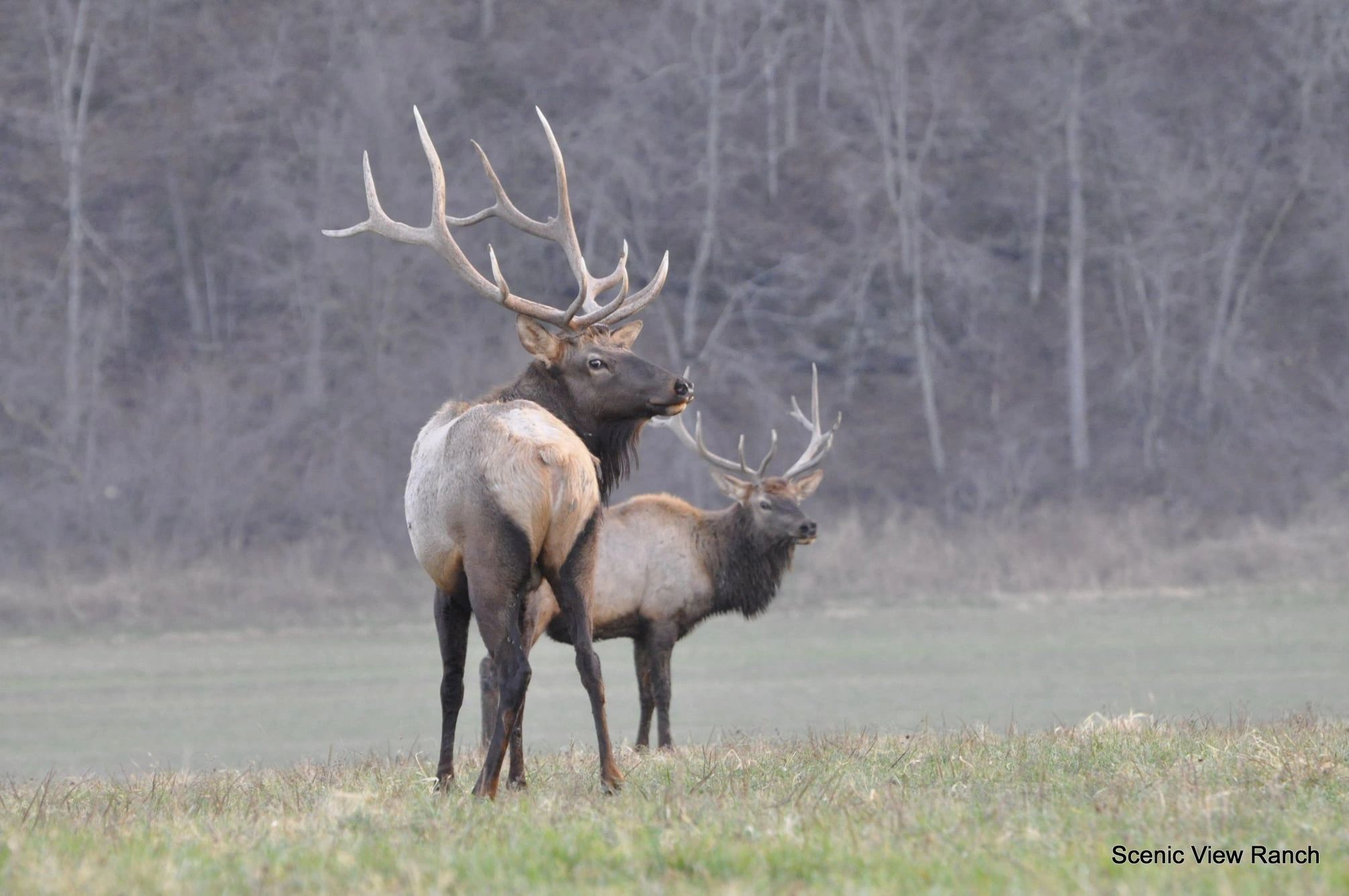 Hunter with a harvested stag at Scenic View Hunting