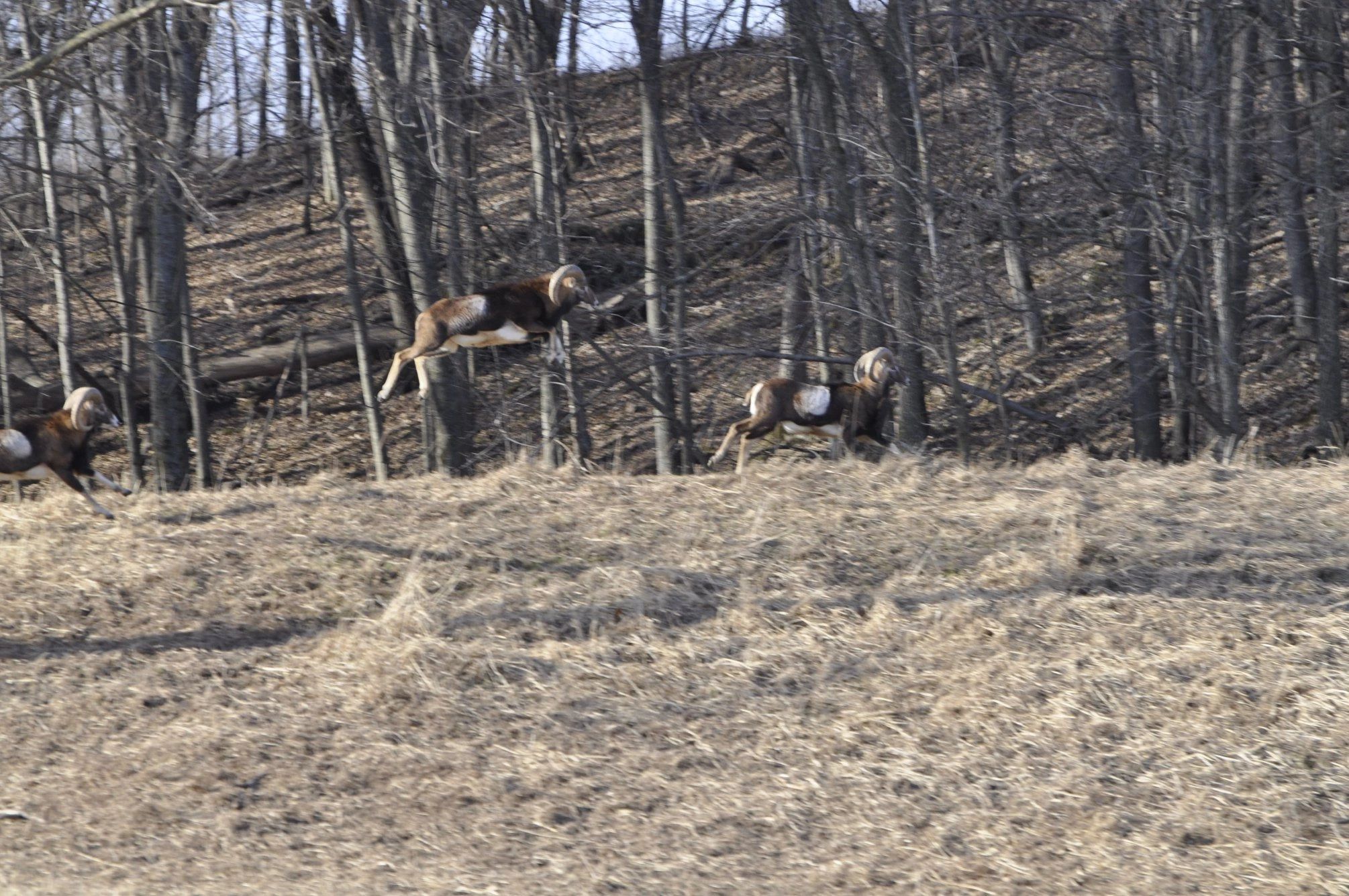 Hunter with a harvested stag at Scenic View Hunting