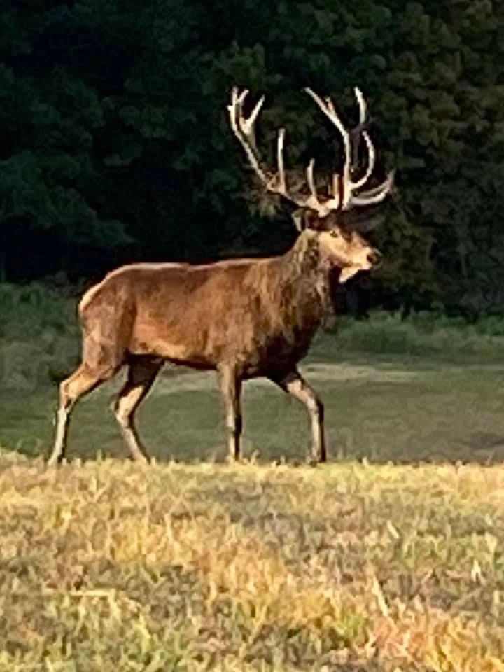Hunter with a harvested stag at Scenic View Hunting