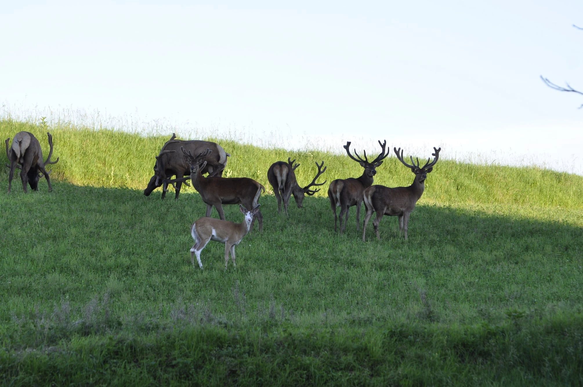 Hunter with a harvested stag at Scenic View Hunting