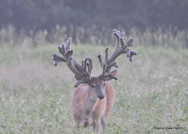 Hunter with a harvested stag at Scenic View Hunting